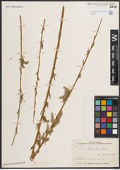 Foto von Salix elbursensis Boiss.